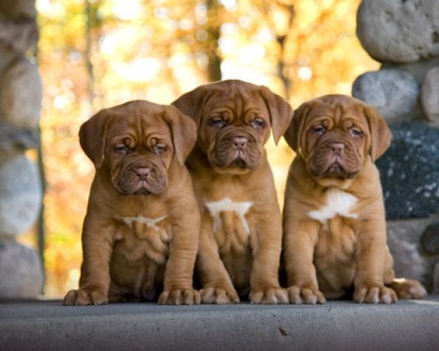 FRENCH MASTIFF PUPS ARE READY TO MOVE NEW HOMES..7300930479